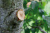 Сучкорез Gardena SmartCut (храп. мех.) Сучкорез Gardena SmartCut (храп. мех.)