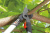 Сучкорез Gardena 460 B Classic